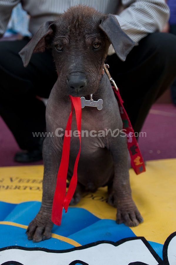 Festival Canino Mall 2009