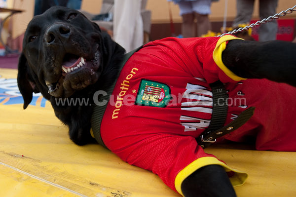 Festival Canino Mall 2009
