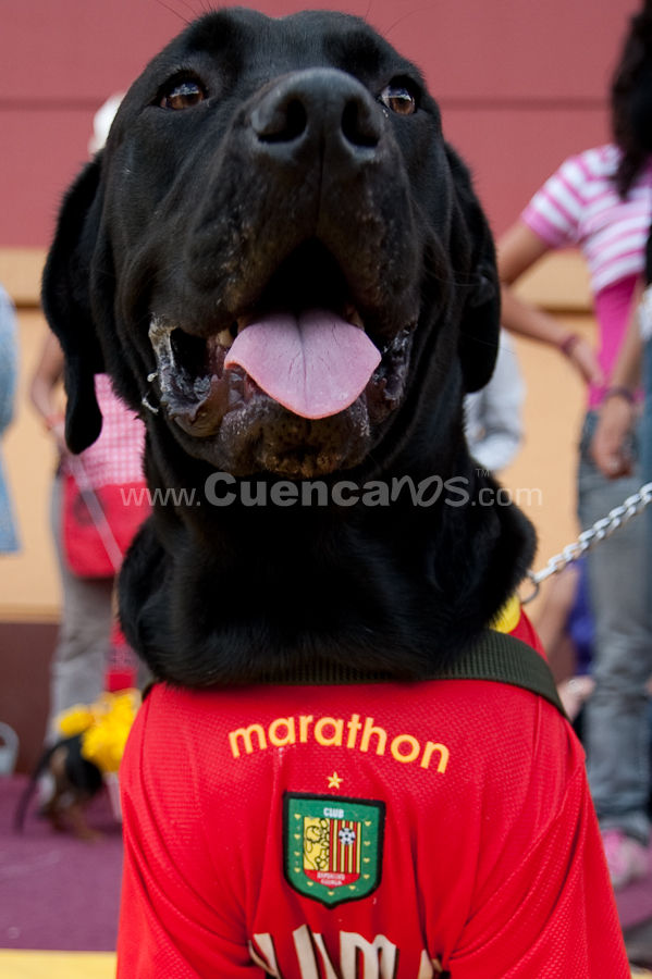 Festival Canino Mall 2009