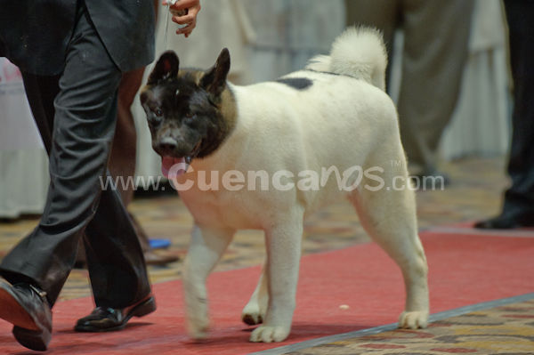 Exposición Canina Nacional e Internacional Cuenca 2009