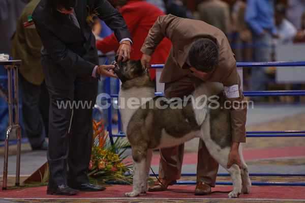 Exposición Canina Nacional e Internacional Cuenca 2009