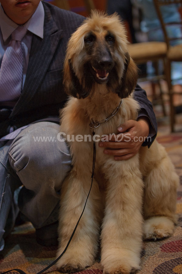 Exposición Canina Nacional e Internacional Cuenca 2009