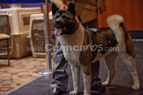 Exposición Canina Nacional e Internacional Cuenca 2009