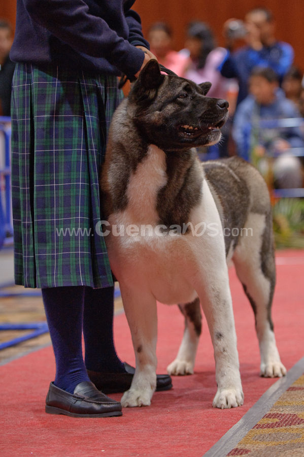 Exposición Canina Nacional e Internacional Cuenca 2009