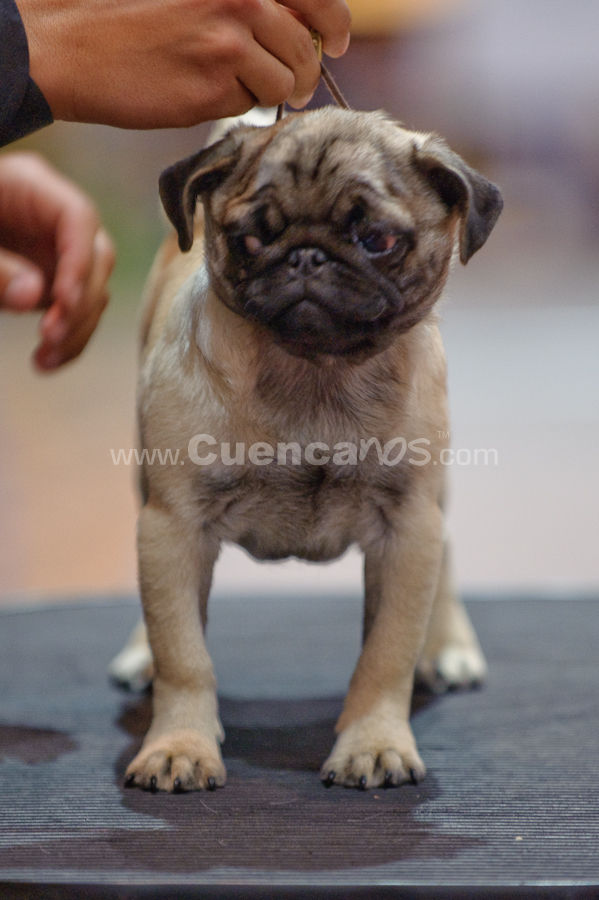 Exposición Canina Nacional e Internacional Cuenca 2009