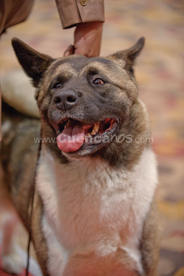 Exposición Canina Nacional e Internacional Cuenca 2009