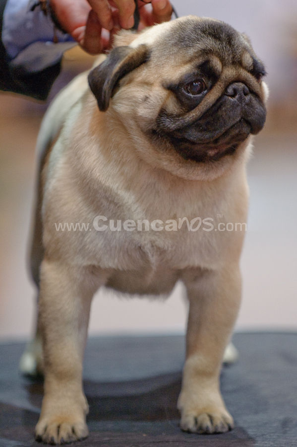 Exposición Canina Nacional e Internacional Cuenca 2009