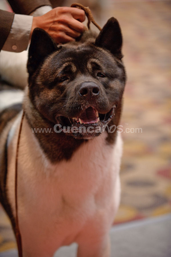 Exposición Canina Nacional e Internacional Cuenca 2009