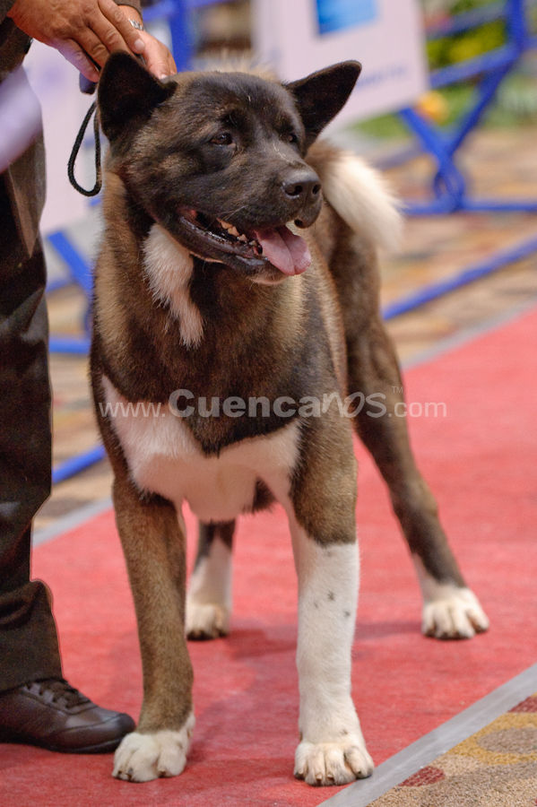 Exposición Canina Nacional e Internacional Cuenca 2009
