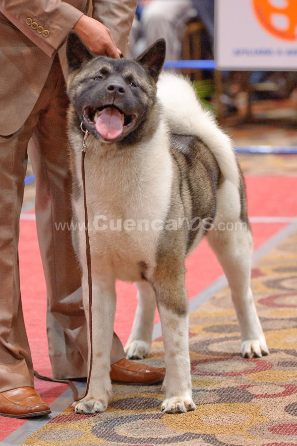 Exposición Canina Nacional e Internacional Cuenca 2009