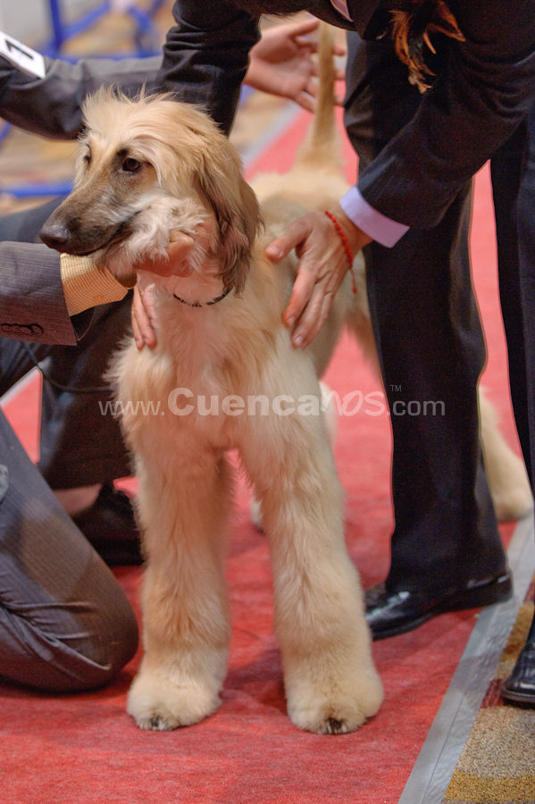 Exposición Canina Nacional e Internacional Cuenca 2009