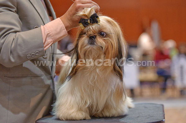 Exposición Canina Nacional e Internacional Cuenca 2009