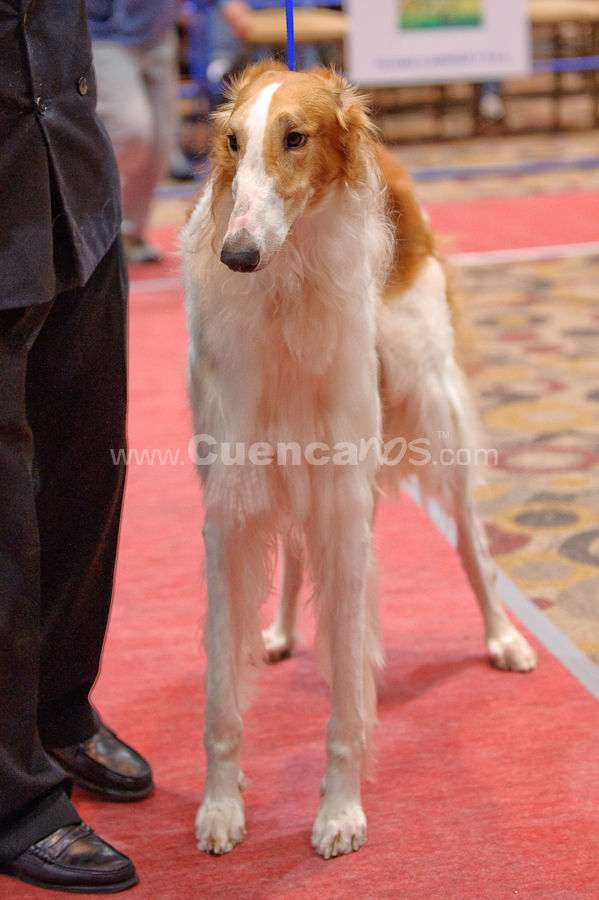 Exposición Canina Nacional e Internacional Cuenca 2009