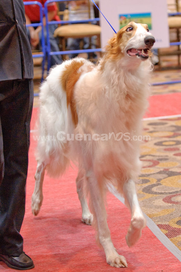 Exposición Canina Nacional e Internacional Cuenca 2009