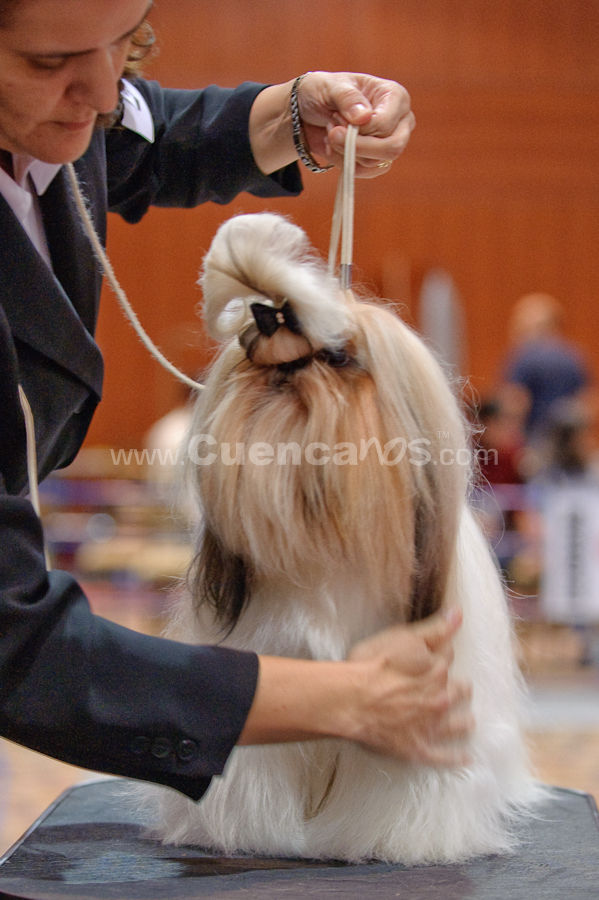 Exposición Canina Nacional e Internacional Cuenca 2009