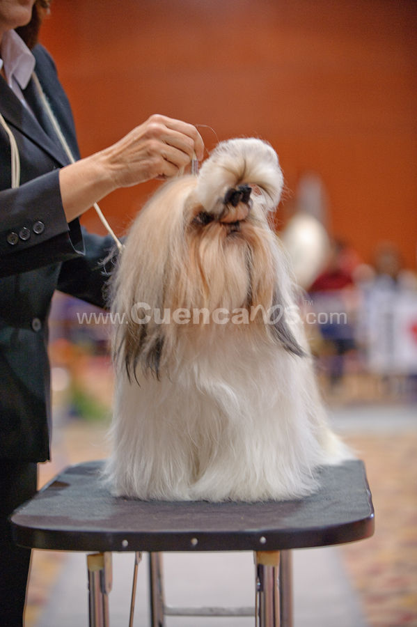 Exposición Canina Nacional e Internacional Cuenca 2009