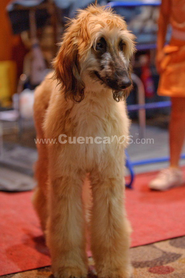 Exposición Canina Nacional e Internacional Cuenca 2009