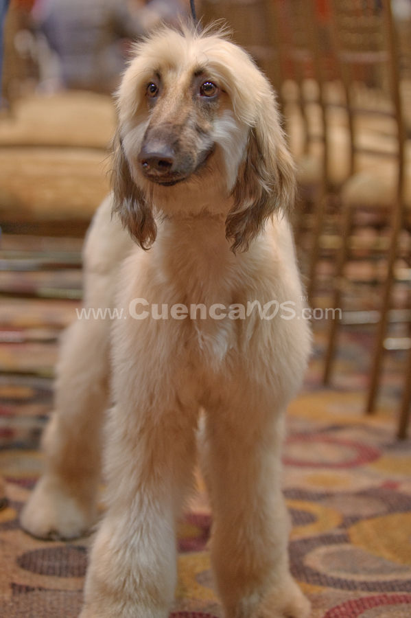 Exposición Canina Nacional e Internacional Cuenca 2009