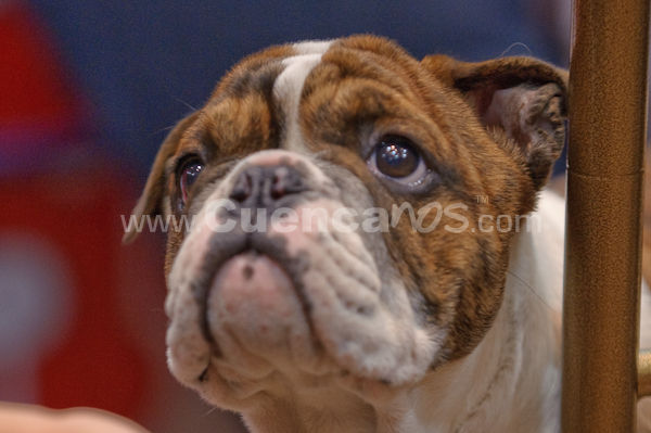 Exposición Canina Nacional e Internacional Cuenca 2009