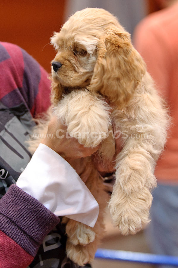 Exposición Canina Nacional e Internacional Cuenca 2009