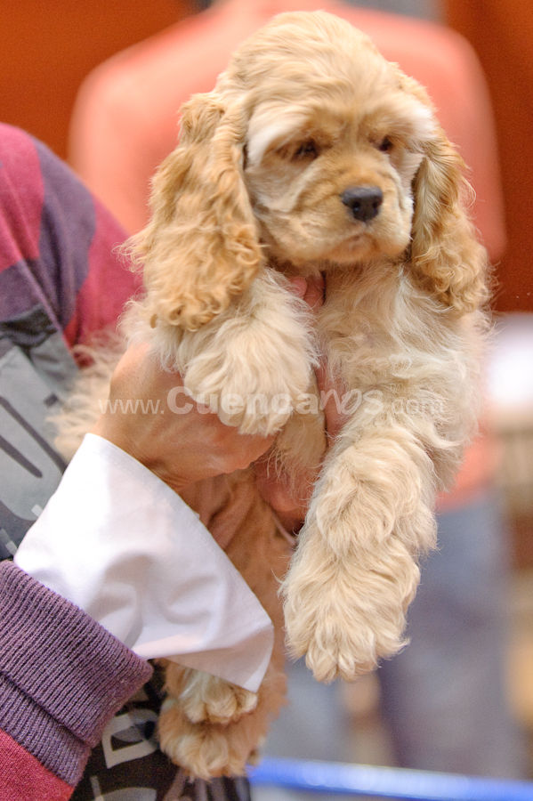 Exposición Canina Nacional e Internacional Cuenca 2009