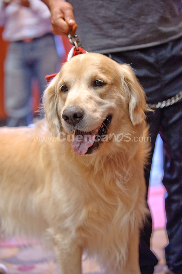 Exposición Canina Nacional e Internacional Cuenca 2009