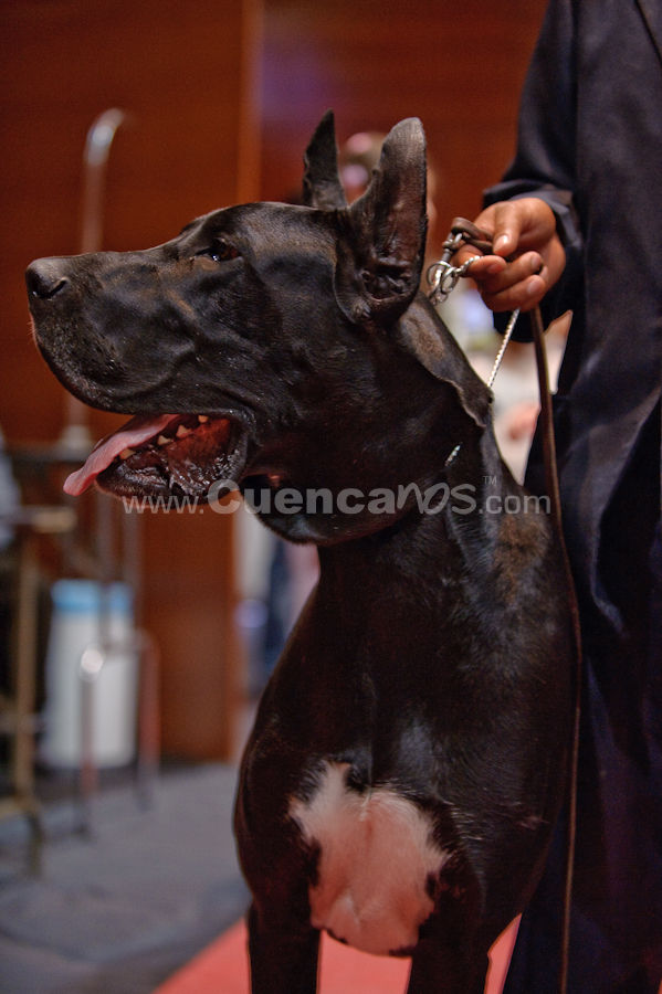 Exposición Canina Nacional e Internacional Cuenca 2009