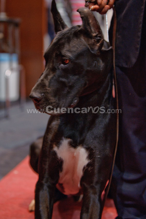 Exposición Canina Nacional e Internacional Cuenca 2009