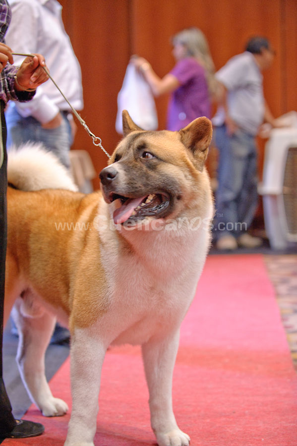 Exposición Canina Nacional e Internacional Cuenca 2009