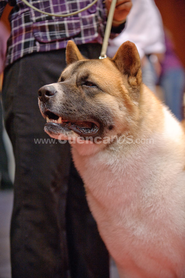 Exposición Canina Nacional e Internacional Cuenca 2009