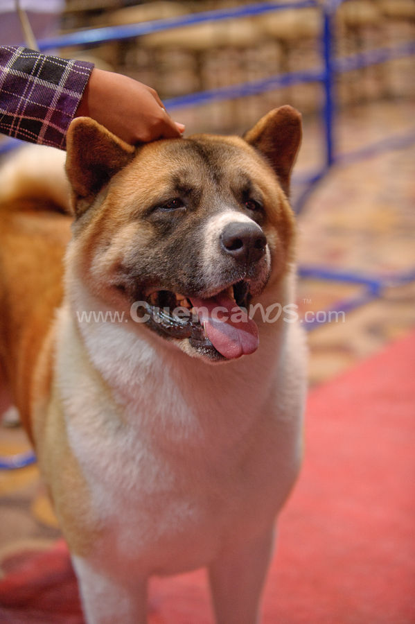 Exposición Canina Nacional e Internacional Cuenca 2009