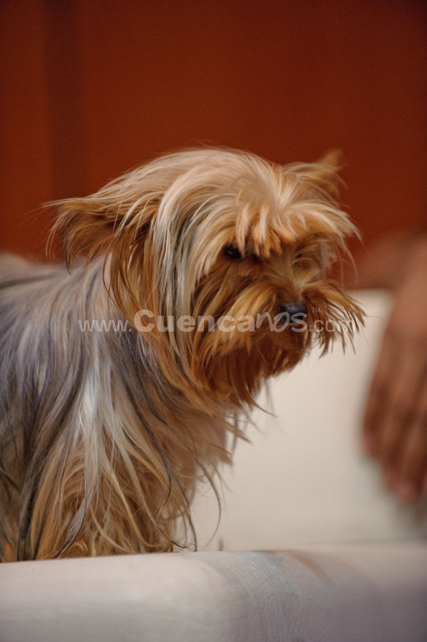 Exposición Canina Nacional e Internacional Cuenca 2009