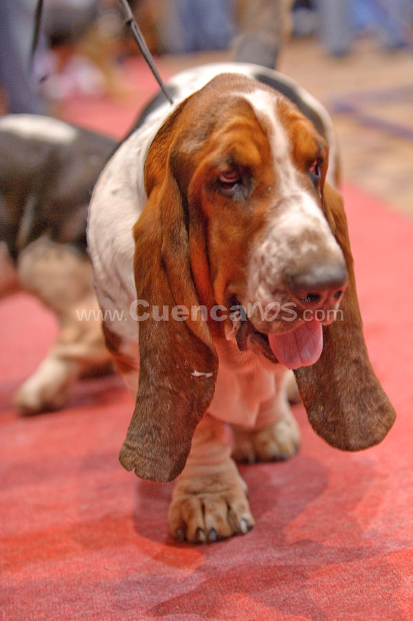 Exposición Canina Nacional e Internacional Cuenca 2009