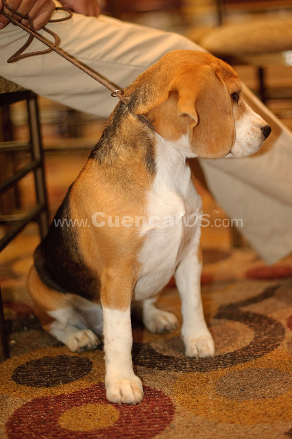 Exposición Canina Nacional e Internacional Cuenca 2009