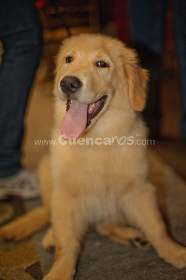 Exposición Canina Nacional e Internacional Cuenca 2009