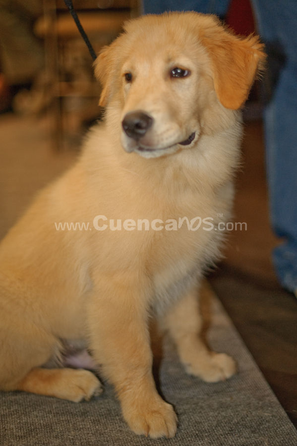 Exposición Canina Nacional e Internacional Cuenca 2009
