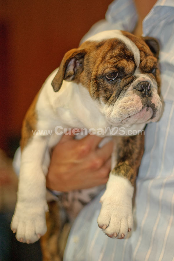 Exposición Canina Nacional e Internacional Cuenca 2009