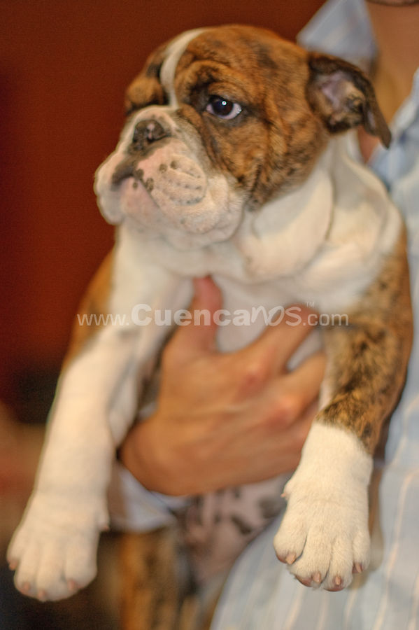 Exposición Canina Nacional e Internacional Cuenca 2009