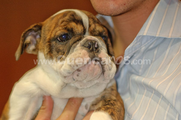 Exposición Canina Nacional e Internacional Cuenca 2009