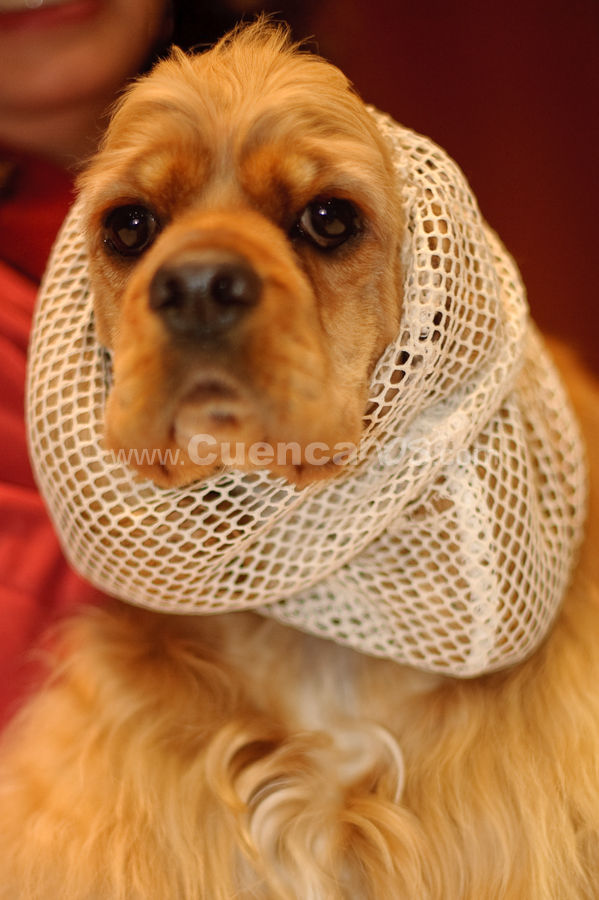 Exposición Canina Nacional e Internacional Cuenca 2009