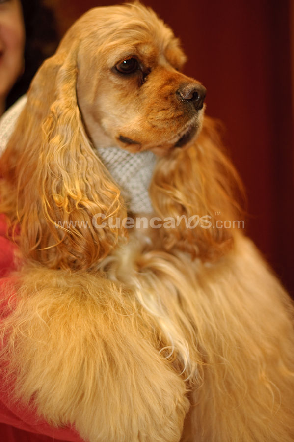 Exposición Canina Nacional e Internacional Cuenca 2009