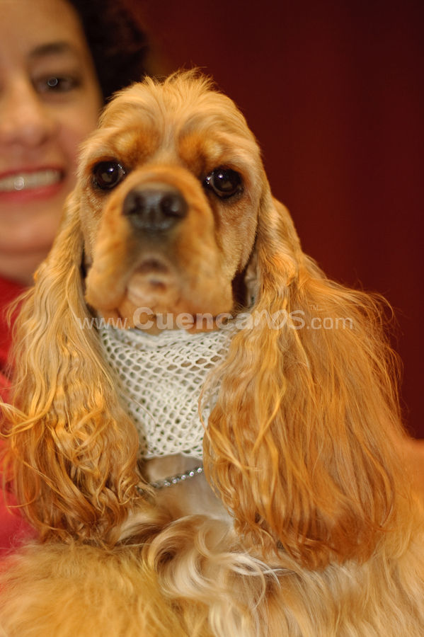 Exposición Canina Nacional e Internacional Cuenca 2009