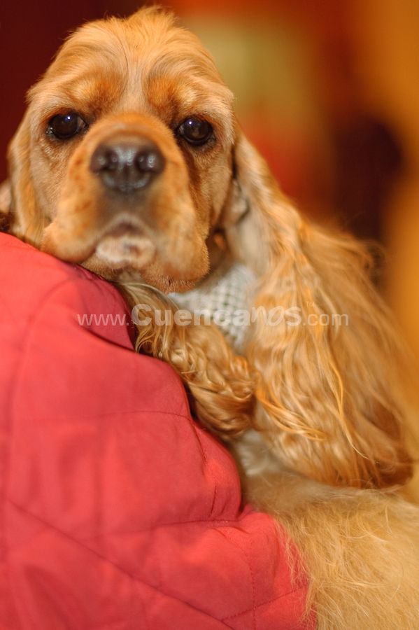 Exposición Canina Nacional e Internacional Cuenca 2009