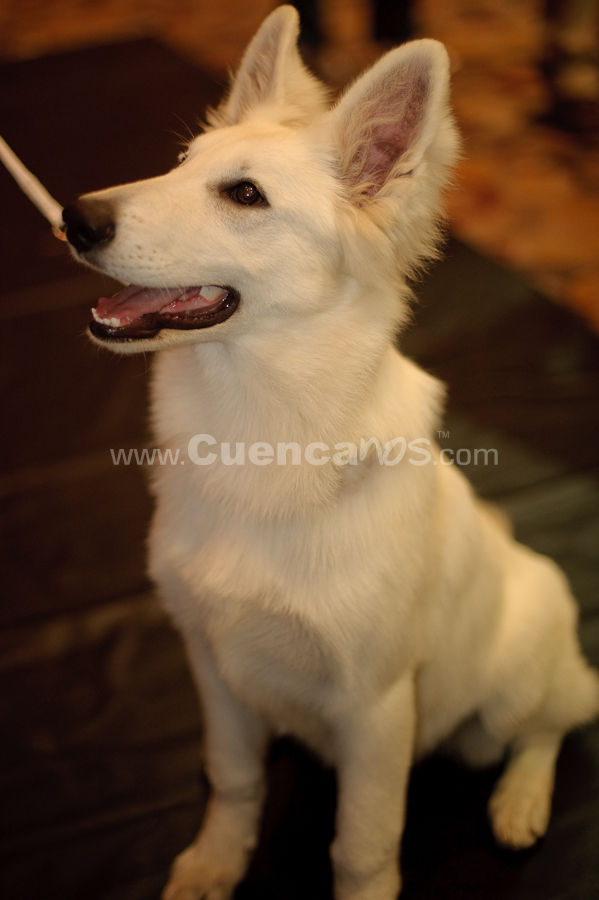 Exposición Canina Nacional e Internacional Cuenca 2009