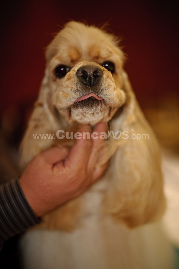 Exposición Canina Nacional e Internacional Cuenca 2009