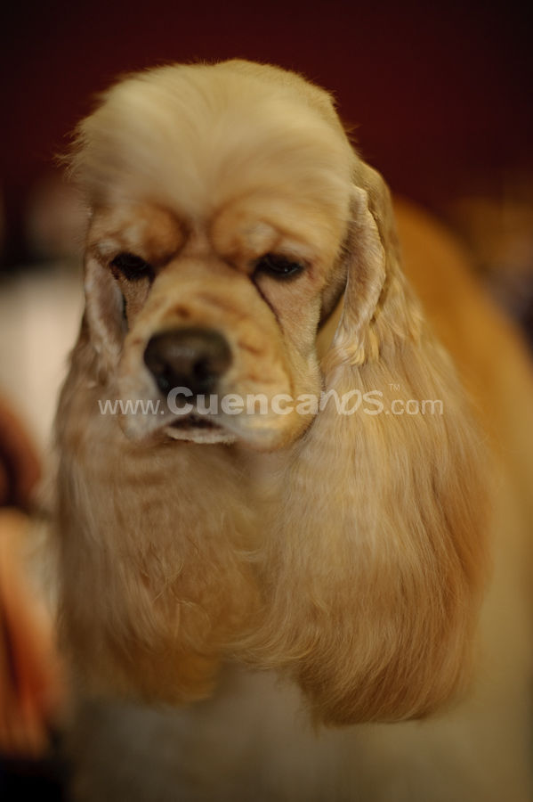 Exposición Canina Nacional e Internacional Cuenca 2009