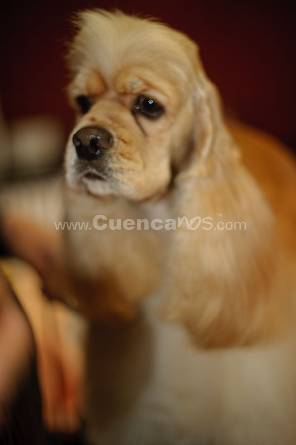 Exposición Canina Nacional e Internacional Cuenca 2009