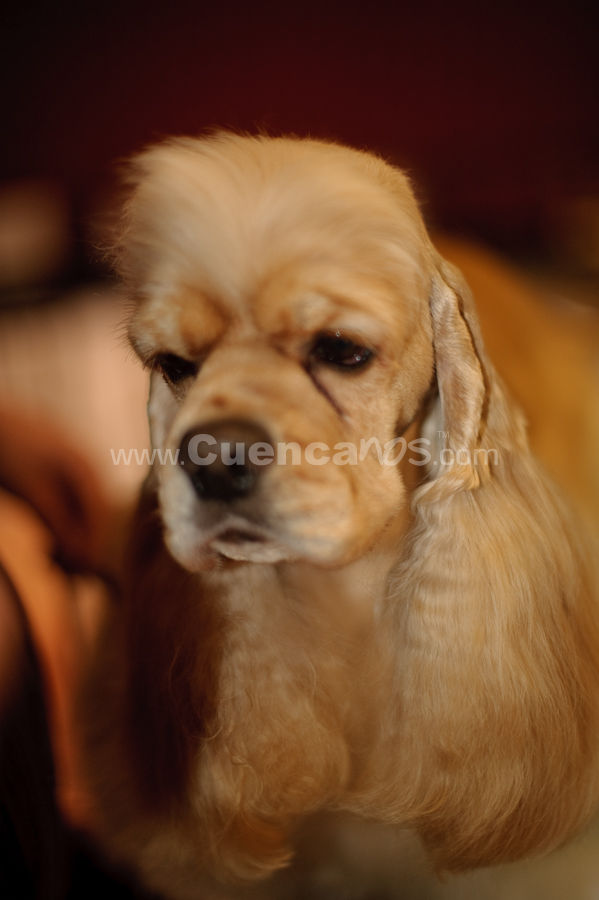 Exposición Canina Nacional e Internacional Cuenca 2009