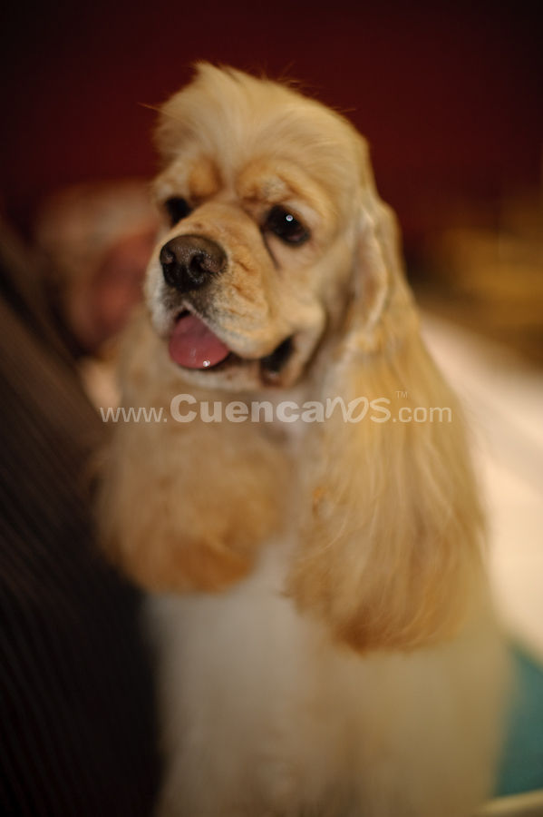 Exposición Canina Nacional e Internacional Cuenca 2009