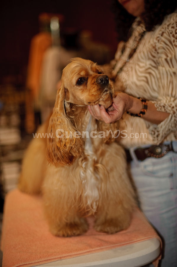 Exposición Canina Nacional e Internacional Cuenca 2009